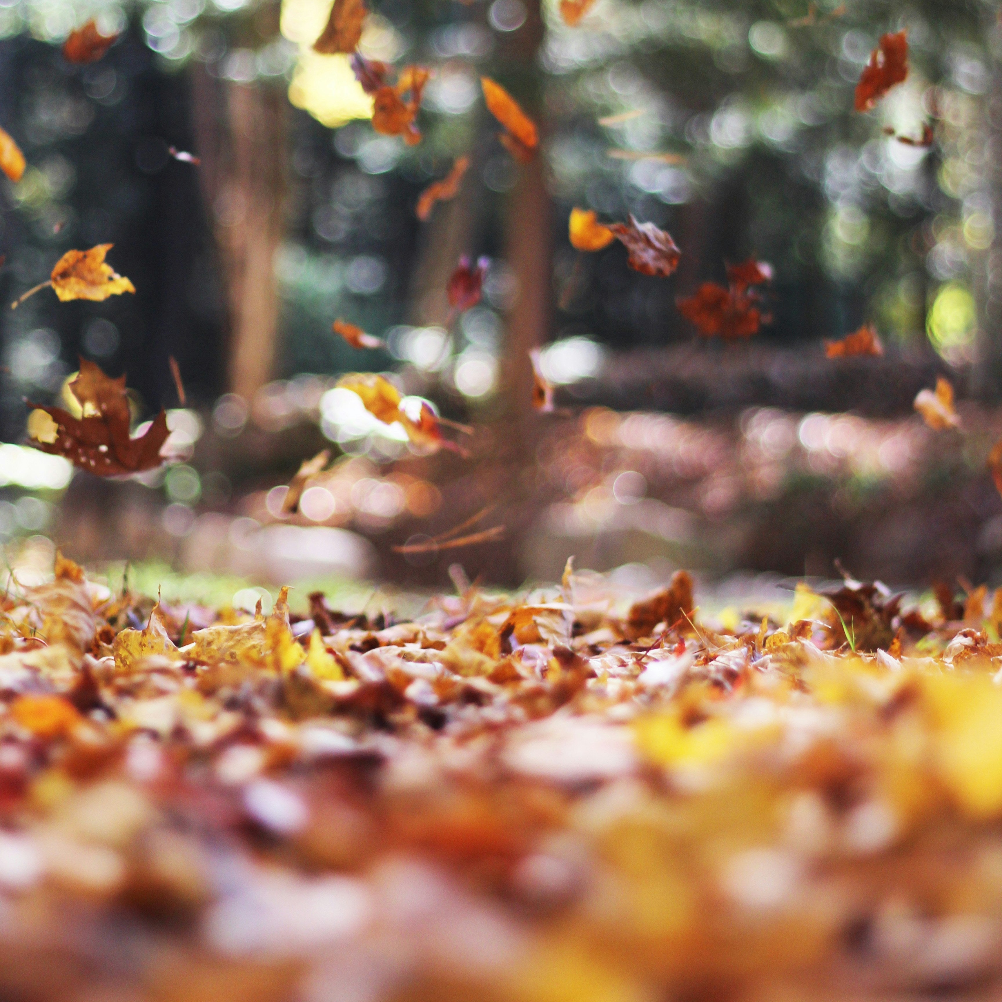 Immun-ro – en kærlig pause til dit immunsystem 🍂