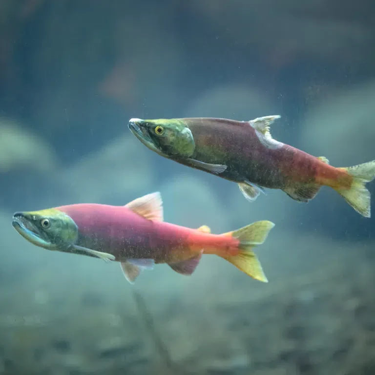 Alaska Vildlaks