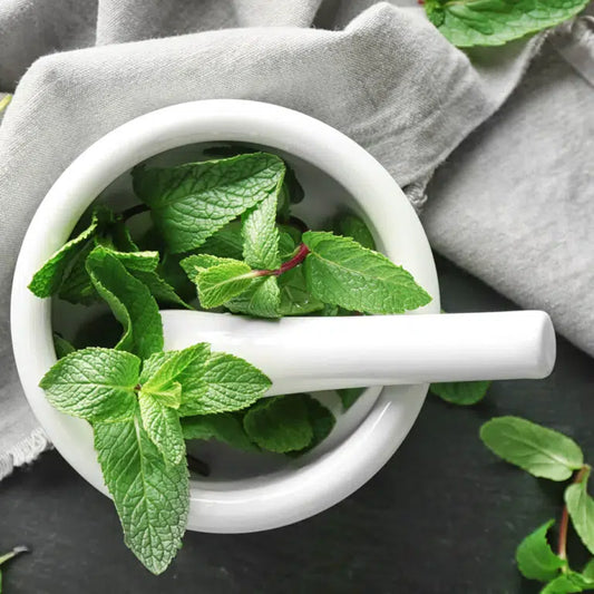 Citronmelisse
