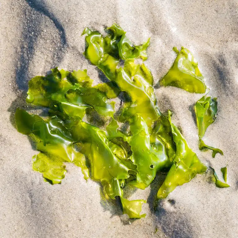 Søsalat