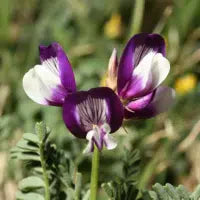 Hindeagtig astragel