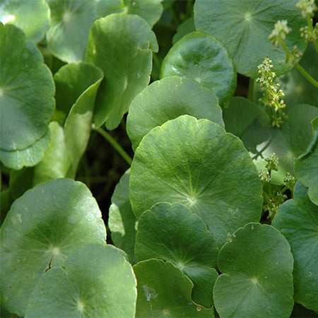 Gotu kola